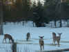 deer3_jan08.JPG (365680 bytes)